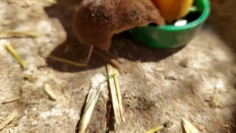 Shrew caught and killed in a plastic snap mouse trap close up Stock Footage 333642031