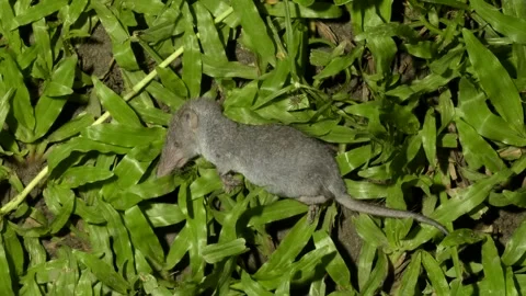 Shrew corpse timelape, Malaysia Stock-Footage 132543863