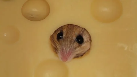 Shrew eats cheese while winking Stock Footage