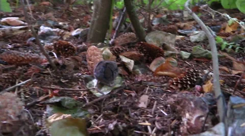 Shrew , vole feeding Stock Footage 28669110
