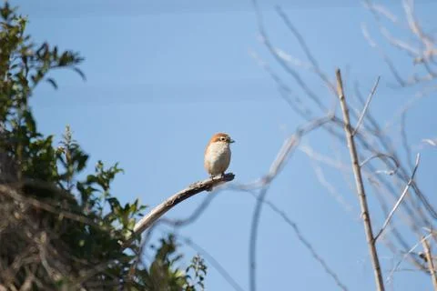 Shrike bird Stock Photos