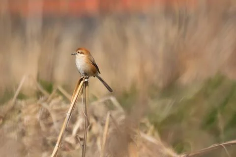 Shrike Bird Stock Photos
