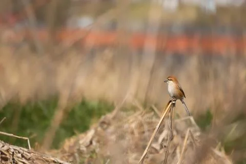 Shrike Bird Stock Photos