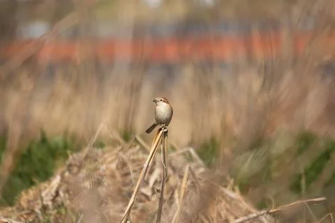 Shrike Bird Stock Photos