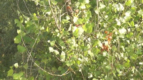 Shrike on branch 스톡 동영상 40200661