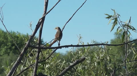 Shrike on branch Stock Footage 41197526