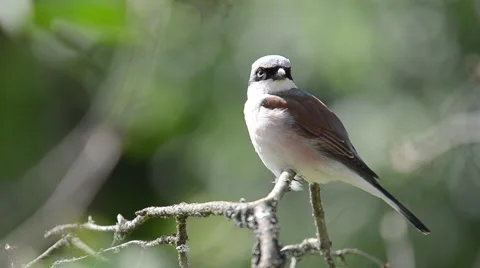 Shrike cleaning herself Stock Footage 60658376