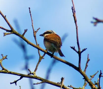 Shrike Foto stock