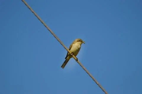 Shrike posing on a wire with a cricket in its beak Stock Photos