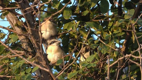 Shrike red-haired chicks sit on a branch early in the morning at the nest Video stock 115168800