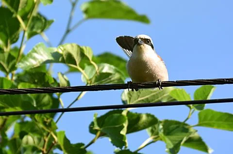 Shrike sitting on a wire. Stock Photos
