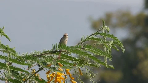 Shrikes resting on the tree branch Stock Footage 82023472