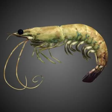 Shrimp 2 Alive ~ 3D Model ~ Download #91482502 | Pond5