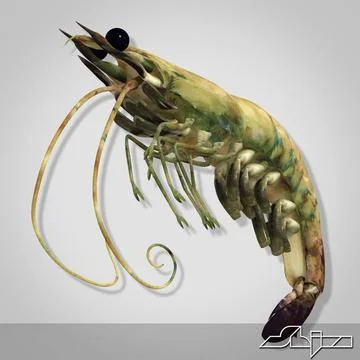 Shrimp 2 Alive ~ 3D Model ~ Download #91482502 | Pond5