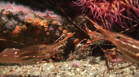 Shrimp 2 Stock Footage 491592