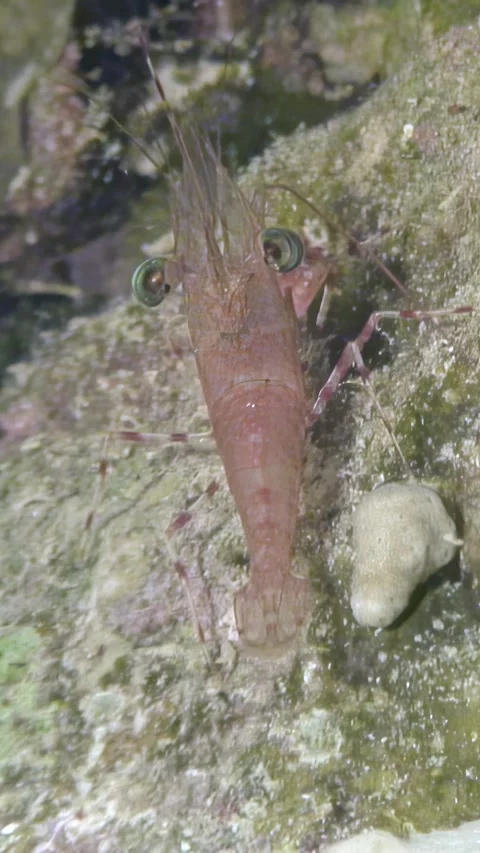 Shrimp in action 库存影片 311859051