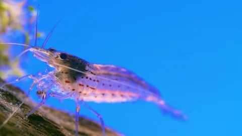 Shrimp Amano 스톡 동영상 103060998