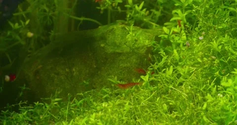 Shrimp and Fish Stock Footage 218043248