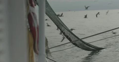 Shrimp and fish nets with many seagulls flying 库存影片 76679244