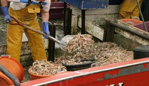 Shrimp on the boat Stock Photos