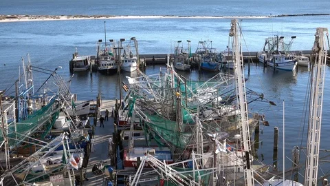 Shrimp boats in a secure harbor Stock Footage 100019550