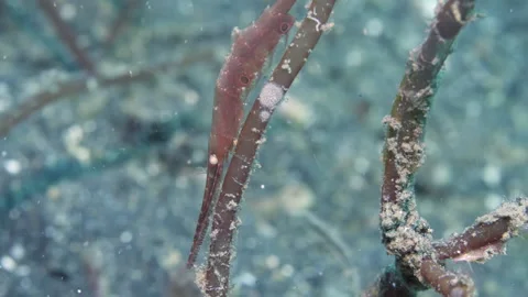 Shrimp Caridea hooked along stem of an underwater seaweed. Video stock 232817435