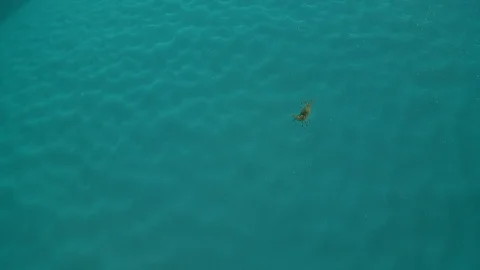 Shrimp carried away by the current in the Arctic Ocean – Underwater shot Video stock 100600375