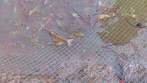 Shrimp Catching with Cast Net using net At Dharmadam Melur India Stock Footage 158716739