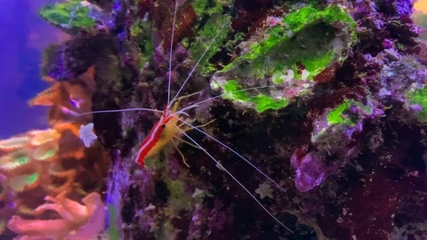 Shrimp cleaner sits in clear aquarium water. Stock-Footage 117754753