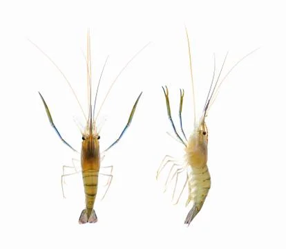 Shrimp (clipping path!) isolated on white background Foto stock