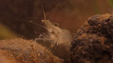 Shrimp creating water current as it filters for food 스톡 동영상 75053861