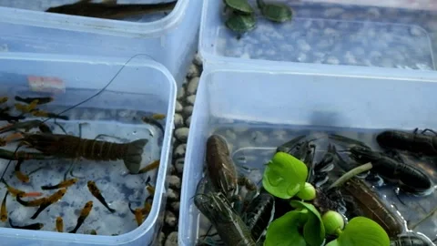 The shrimp creeps into the fish box Stock Footage 276490433
