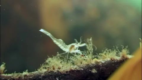 Shrimp dancing on seaweed beneath Arctic ice in the enchanting White Sea Video stock 311367191