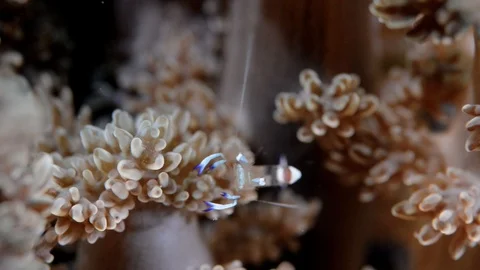 Shrimp Dancing on a Soft Coral Video stock 112234593