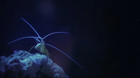 Shrimp in the darkness. Stock Footage 44559191