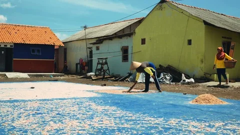 Shrimp drying on ground in Cilacap, Java, Indonesia Stock Footage 88627844