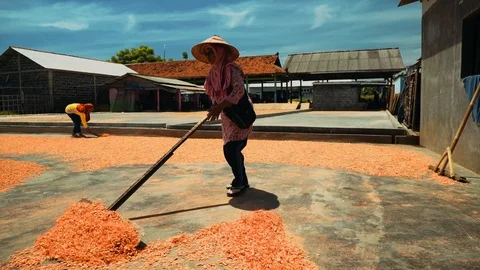 Shrimp drying on ground in Cilacap, Java, Indonesia Stock Footage 88861174