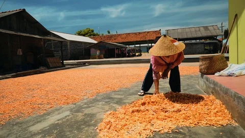 Shrimp drying on ground in Cilacap, Java, Indonesia Stock Footage 88861267