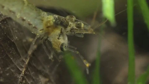 Shrimp eating fish Stock-Footage 75053418