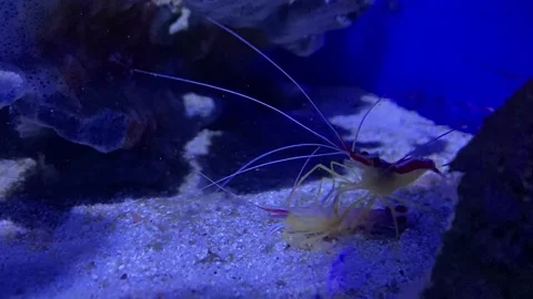 A shrimp eats a shrimp. Cannibalism at sea. The shrimp eats the shrimp. An act Stock-Footage 199096534