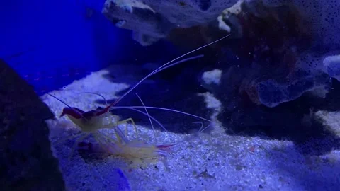 A shrimp eats a shrimp. Cannibalism at sea. The shrimp eats the shrimp. An act Stock Footage 200825937