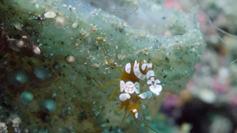 Shrimp enthusiasts will love learning about Thor amboinensis with white patches. Stock Footage 233023941