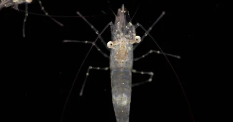 Shrimp Eualus gaimardii close-up head part, order Decapoda. Family Thoridae Stock Footage 300964077