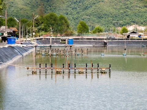 Shrimp farm Stock Photos