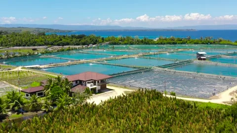 The Shrimp farming in Philippines. Stock Footage 201715536