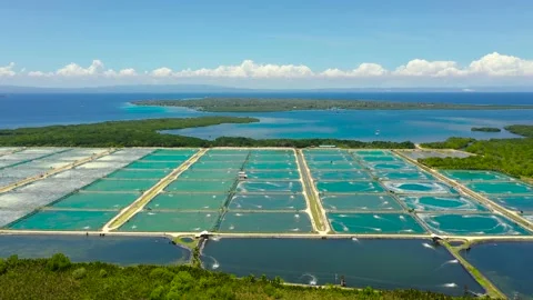 The Shrimp farming in Philippines. Stock Footage 201715598