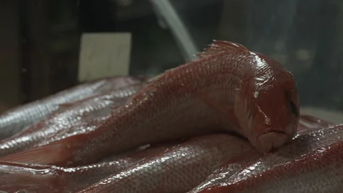 Shrimp on fish Stock Footage 90642468