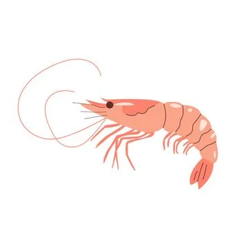 Shrimp flat vector illustration. Marine ocean crustacean with curved body a.. Stock Illustration
