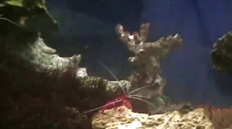 Shrimp Stock Footage 1793721