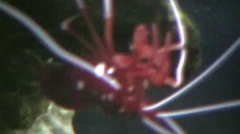 Shrimp Stock Footage 1793773
